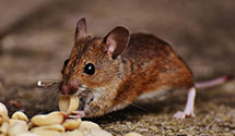 24 Hour & Emergency Exterminators in Kearney, NE